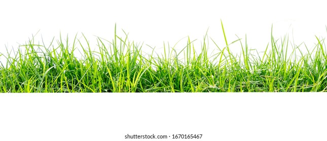 Green Grass Isolate On White Background