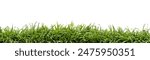Green grass isolated on white background Clipping path.