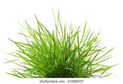 Green Grass Isolated On White Background