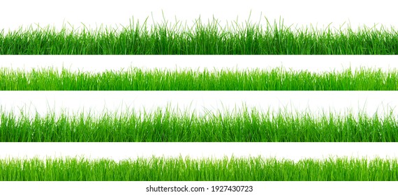 Grünes Gras einzeln auf weißem Hintergrund. Die Sammlung verschiedener Rasentypen