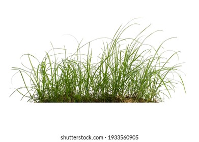 
Green grass isolated on a white background