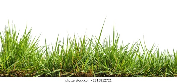 Green grass, isolated on a white background - Shutterstock ID 2315812721