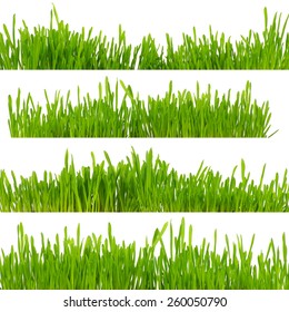 green grass isolated on white background - Shutterstock ID 260050790