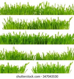 green grass isolated on white background - Shutterstock ID 347043530