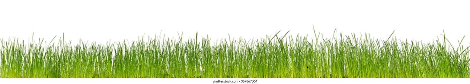 Green Grass Isolated On White Background Stock Photo 367867064 ...