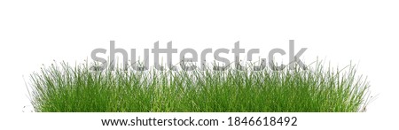 Green grass isolated on white background. Tall green grass on white.