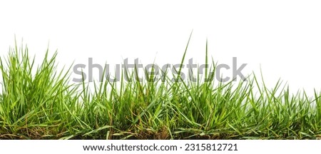 Green grass, isolated on a white background