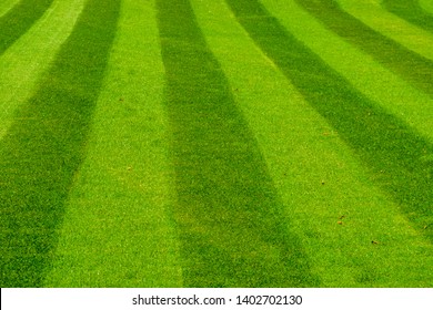 cut grass