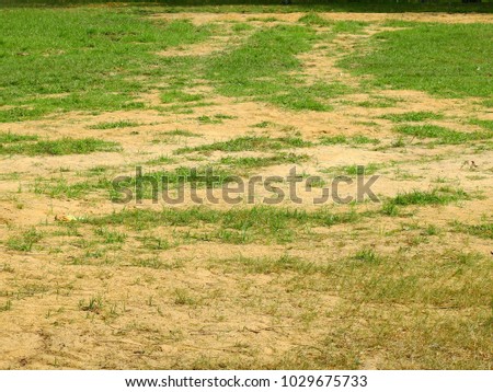 green grass lawn on the ground with sand