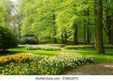 green grass lawn with trees and daffodils  in dutch garden 'Keukenhof', Holland