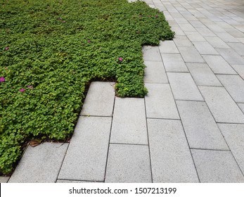 green grass lawning with concrete block pavement pattern detail in landscape (softscape and hardscape) design