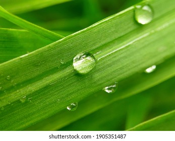 Green grass leaf with water drop as background