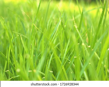 Green Grass Leave Lush ,Abstract  Nature Leaf Green Tones With Evergreen Blurred Background ,freshness Wallpaper Concept ,soft Focus Macro Image, Blur Nature Leaves And Bright, Greenery In Garden Turf