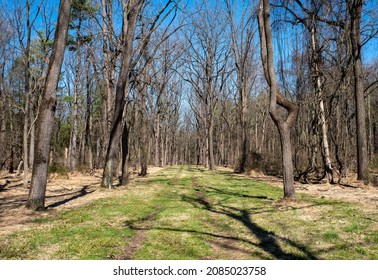 Green Grass Lines A Long Trail Through Tall Trees With Budding Leaves Under A Blue Sky. Tee Trunks Cast Shadows On The Green Grass. Natural Light With No People And Copy Space