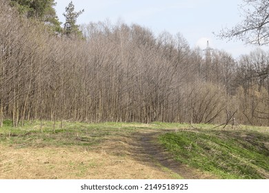 Green Grass Lines A Long Trail Through Tall Trees With Budding Leaves Under A Blue Sky. Tee Trunks Cast Shadows On The Green Grass. Natural Light With No People And Copy Space