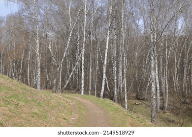 Green Grass Lines A Long Trail Through Tall Trees With Budding Leaves Under A Blue Sky. Tee Trunks Cast Shadows On The Green Grass. Natural Light With No People And Copy Space