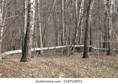 Green Grass Lines A Long Trail Through Tall Trees With Budding Leaves Under A Blue Sky. Tee Trunks Cast Shadows On The Green Grass. Natural Light With No People And Copy Space