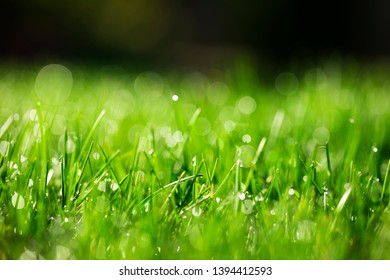 Green Grass Low Angle Background