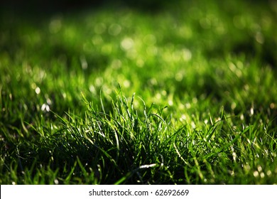 Green Grass Macro