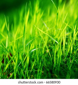 Green Grass Macro Close Up