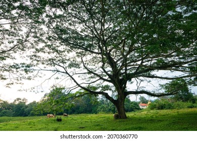 Green Grass Meadow With Bog Tree Forest Nature Landscape