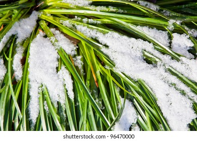 Green Grass And Melting Snow