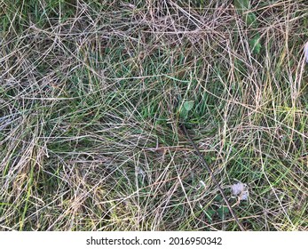 Green Grass Mixed With Dead Vegetation, Straw.