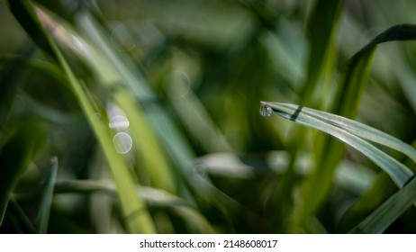 Green Grass, Morning In Garden, Dew Drop On The Leaf 