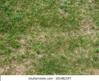 Green Grass Natural Background. Top View