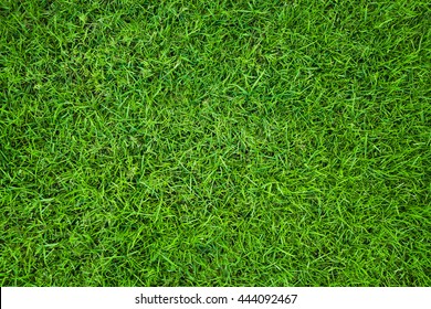 Green Grass Natural Background. Top View