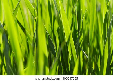 Green grass. Nature background