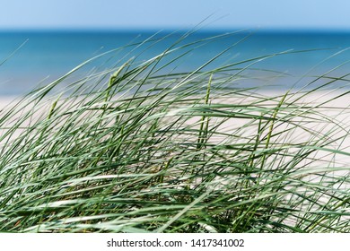 Green grass on Baltic sea beach near Liepaja, Latvia.