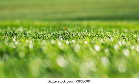 Green Grass On Blur Green Background. Bokeh