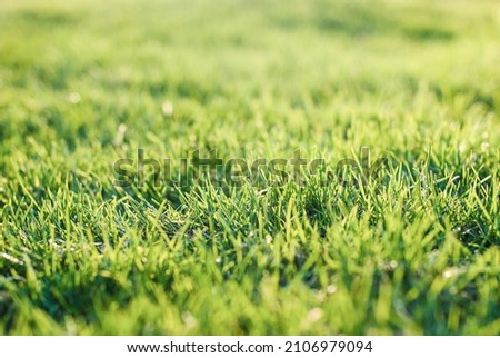 Green grass on bumpy lawn, uneven lawn leveling