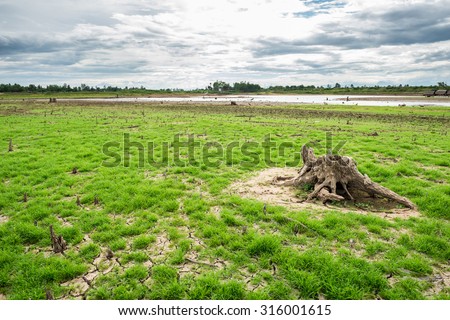green grass on cracked mud in the bottom of a river showing drought