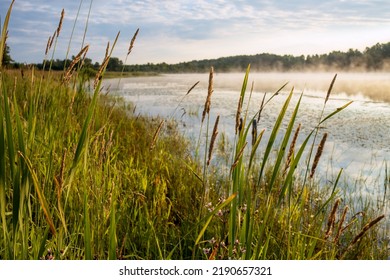 Green Grass On The Lake In The Morning. Sunlight Illuminates The Morning Mist Over The Water. Clouds Are Reflected In The Water. Beautiful Photos Of Nature.