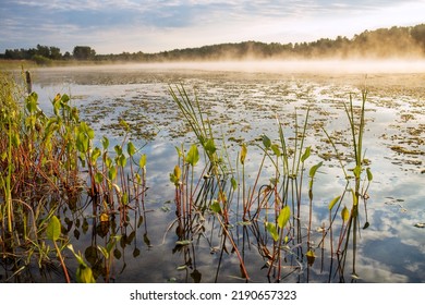 Green Grass On The Lake In The Morning. Sunlight Illuminates The Morning Mist Over The Water. Clouds Are Reflected In The Water. Beautiful Photos Of Nature.