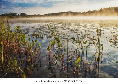 Green Grass On The Lake In The Morning. Sunlight Illuminates The Morning Mist Over The Water. Clouds Are Reflected In The Water. Beautiful Photos Of Nature.