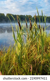 Green Grass On The Lake In The Morning. Sunlight Illuminates The Morning Mist Over The Water. Clouds Are Reflected In The Water. Beautiful Photos Of Nature.