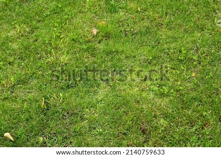 Green grass on the lawn on a sunny summer day - natural texture of the background