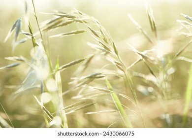 Green grass on a meadow in the summer. Nature background.                             - Powered by Shutterstock