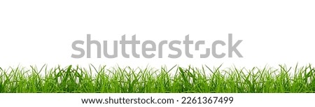 green grass on a png background