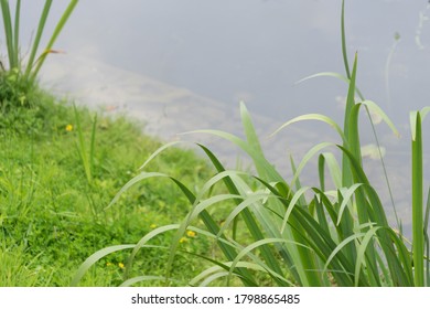 Green Grass On The Riverside - Background