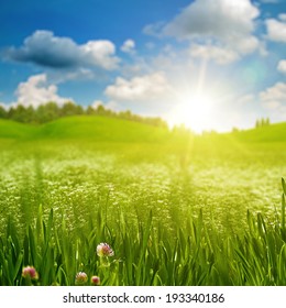 Green Grass On The Sunny Meadow Under The Bright Summer Sun