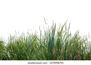 green grass on white backgroud 