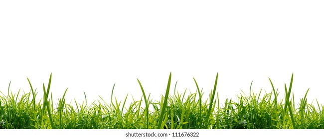 Green Grass On The White Background