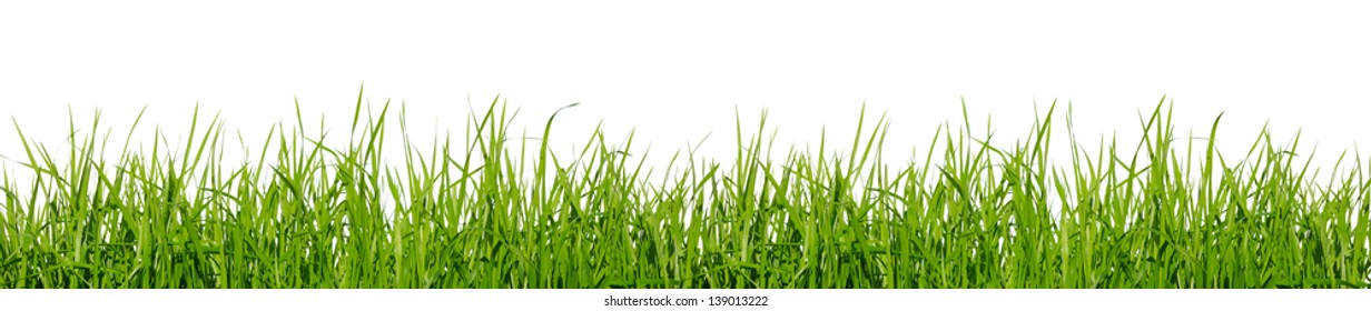 Green Grass On White Background