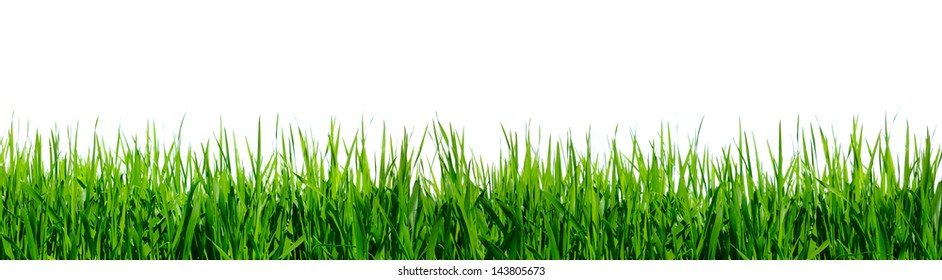 Grass-blade Images, Stock Photos & Vectors | Shutterstock