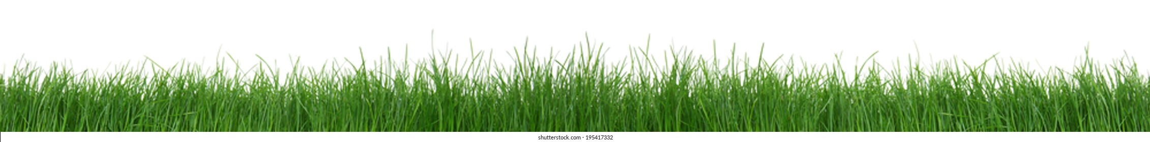 Green Grass On White Background 