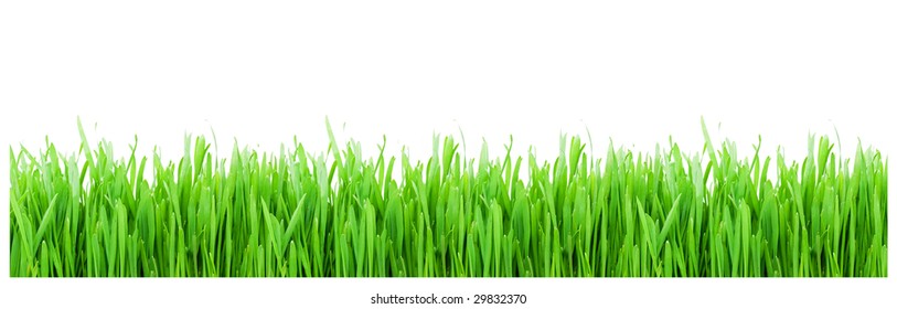 Green Grass On White Background Spring Stock Vector (Royalty Free ...